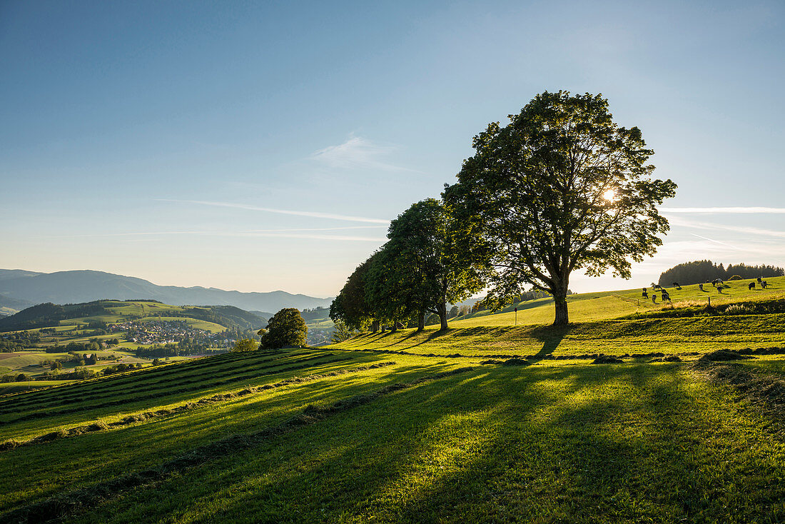 Landscape near St Peter, South Black Forest, Baden-Wuerttemberg, Germany