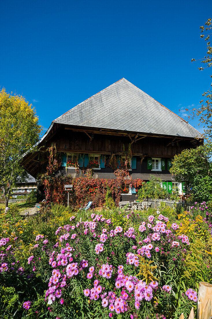 altes Bauernhaus und Blumengarten, Menzenschwand, Schwarzwald, Baden-Württemberg, Deutschland