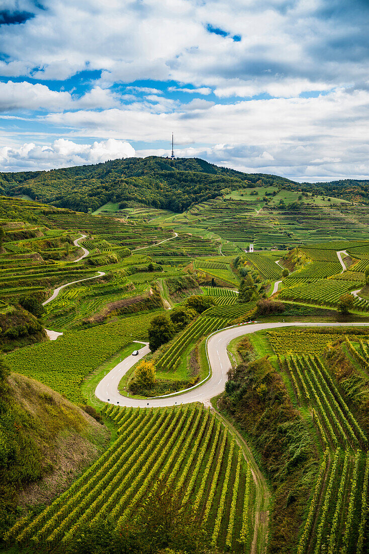 Autumnal vineyards near Oberbergen, Kaiserstuhl, Baden-Wuerttemberg, Germany