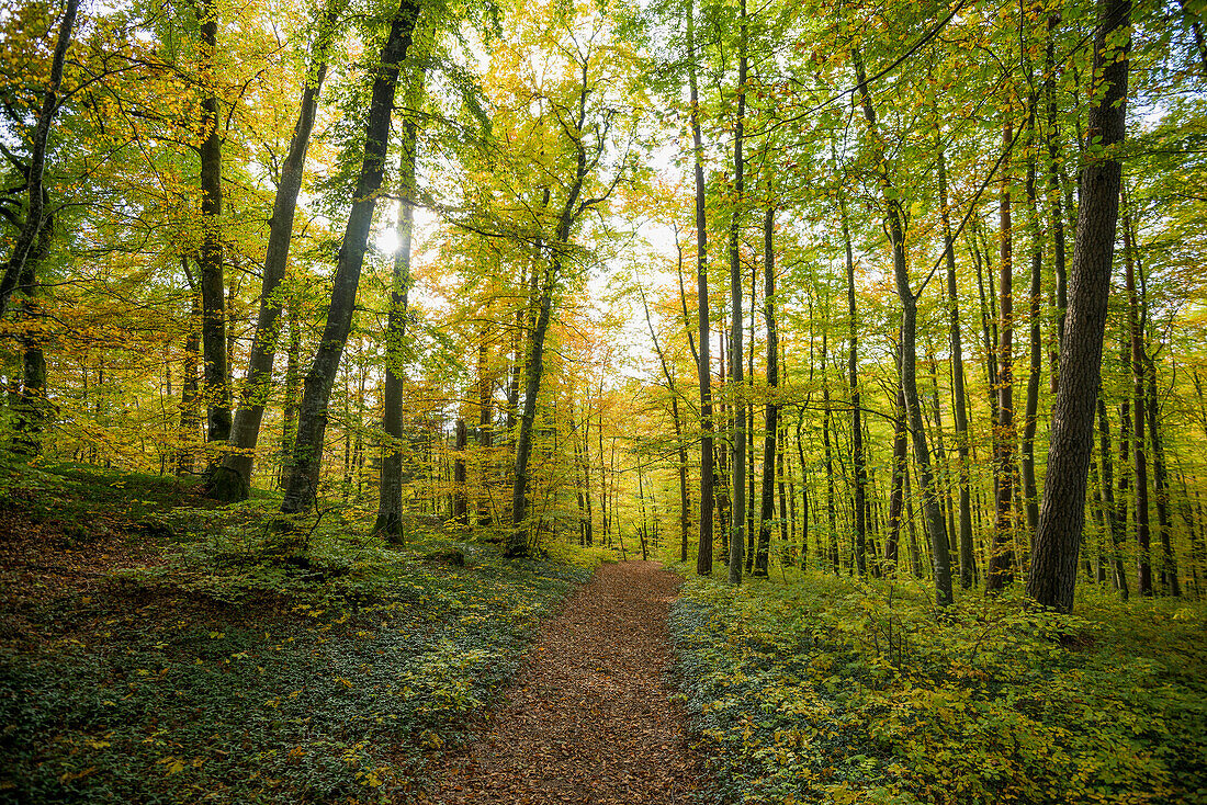 autumn forest, Upper Danube Valley, Beuron, Baden-Wuerttemberg, Germany