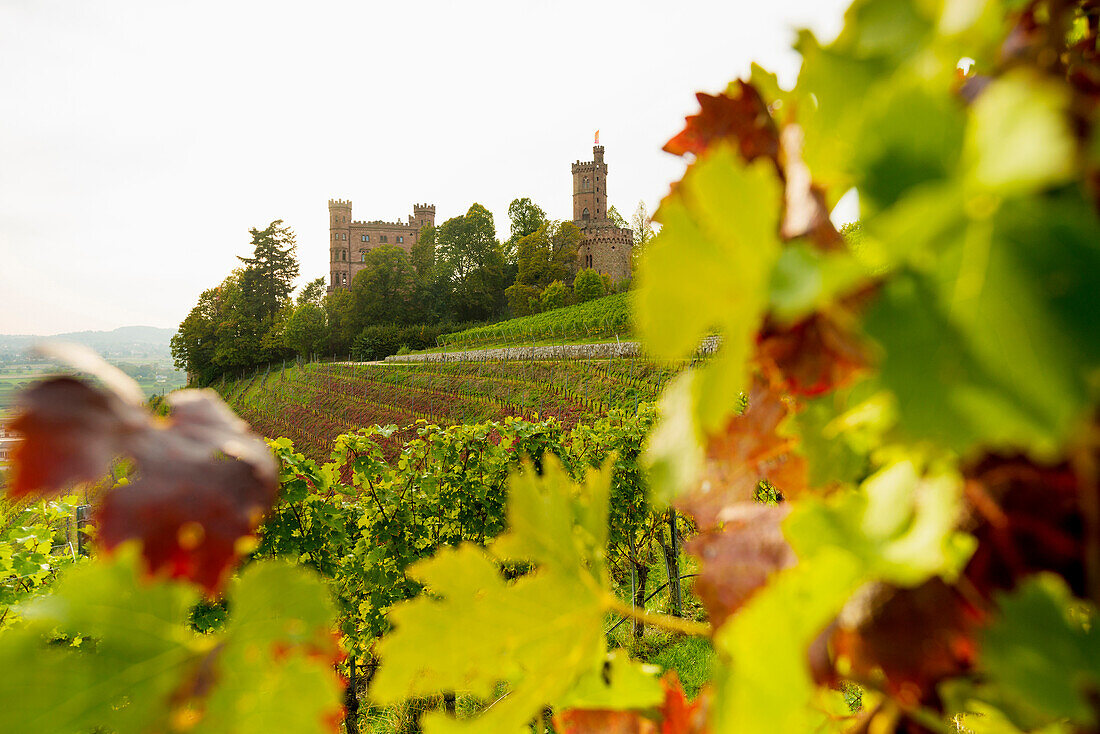 Ortenberg Castle and vineyards, near Offenburg, Ortenau, Black Forest, Baden-Wuerttemberg, Germany