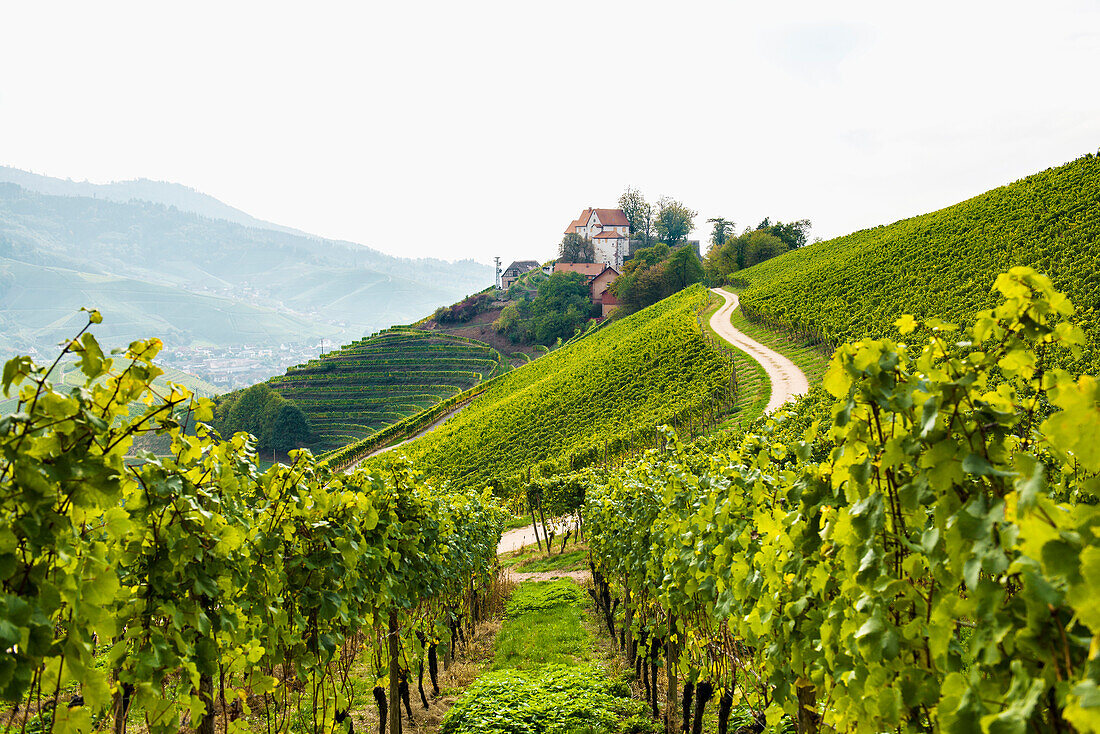 Burg Staufenberg und Weinberge, Durbach, Ortenau, Schwarzwald, Baden-Württemberg, Deutschland