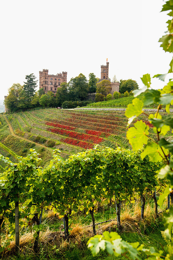 Ortenberg Castle and vineyards, near Offenburg, Ortenau, Black Forest, Baden-Wuerttemberg, Germany