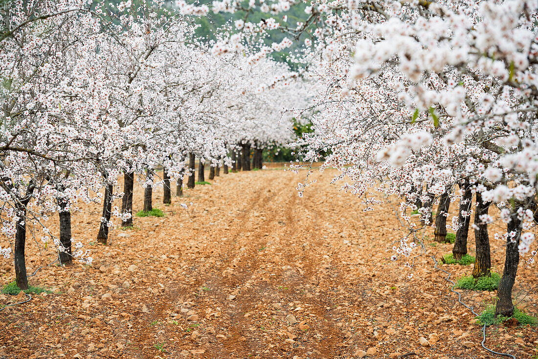 Blossoming almond trees, near Alaro, Majorca, Balearic Islands, Spain