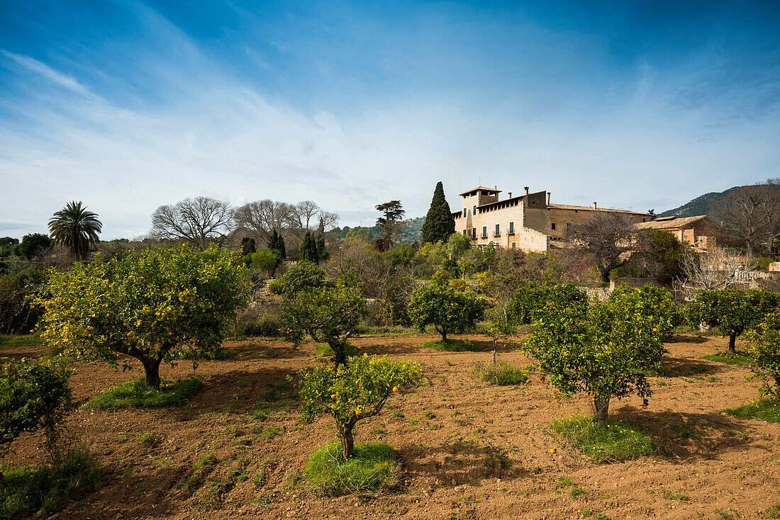 Zitronenbäume mit reifen Zitronen, bei Lloseta, Mallorca, Spanien