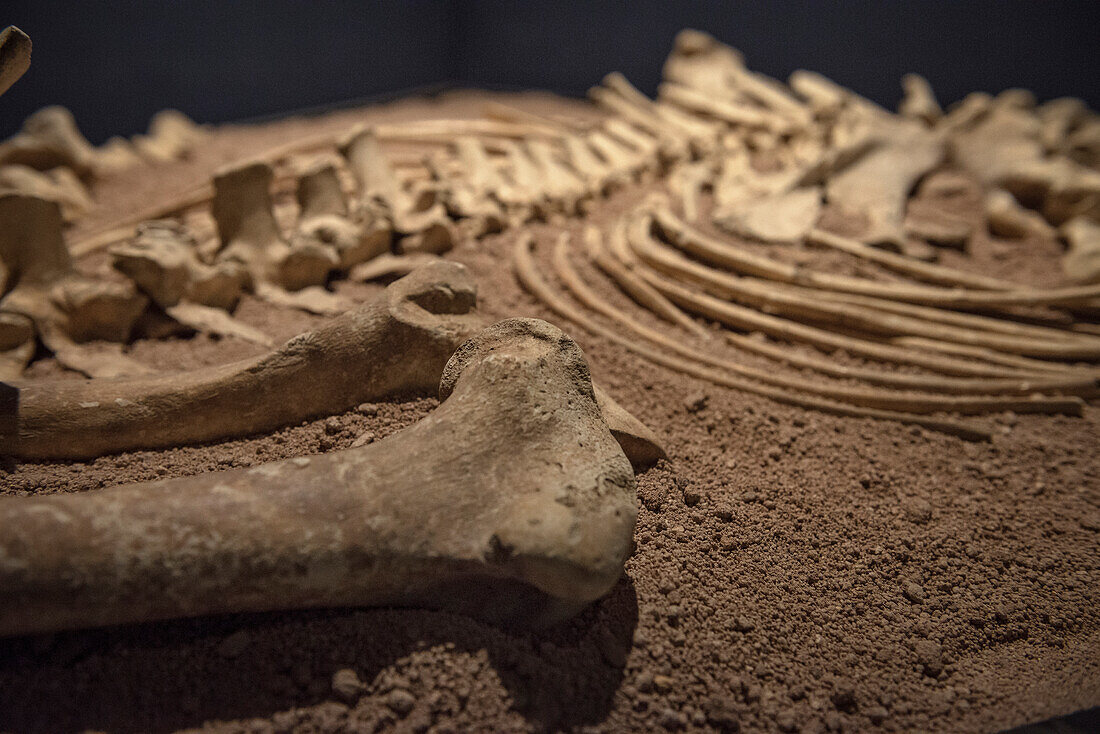 Pferde Tierknochen aus einem Alamannen Grab im Alamannen Museum, Ellwangen, Ostalbkreis, Schwäbische Alb, Baden-Württemberg, Deutschland