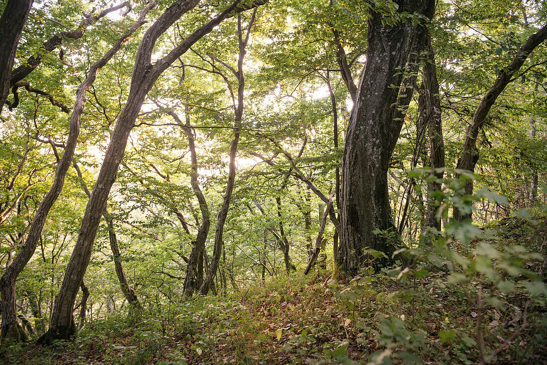 dichte Laubwälder auf dem Hornberg nahe der Drei Kaiserberge (Hohenstaufen, Rechberg und Stuifen) die Zeugenberge zwischen Göppingen und Schwäbisch Gmünd sind, Schwäbische Alb, Baden-Württemberg, Deutschland