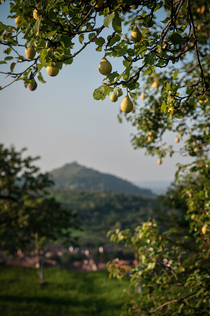 pear hanging on tree, in the background there's the so called Limburg which is a former volcano, Weilheim at the Teck, Esslingen district, Swabian Alb, Baden-Wuerttemberg, Germany