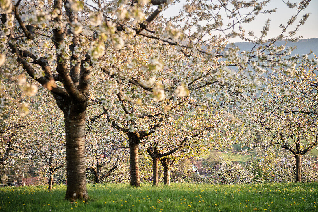 Kirschblüte bei Neidlingen, Landkreis Esslingen, Schwäbische Alb, Baden-Württemberg, Deutschland