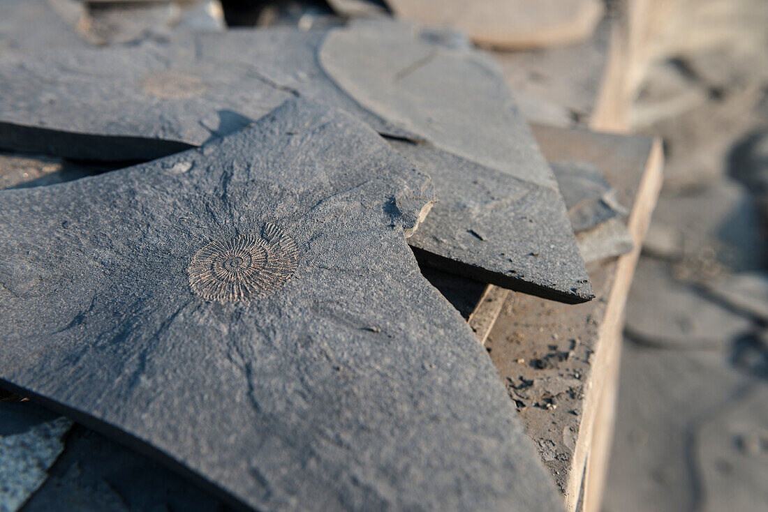 fossil (ammonite) in slate quarry in Ohmden, fossil protected area, Esslingen district, Swabian Alb, Baden-Wuerttemberg, Germany
