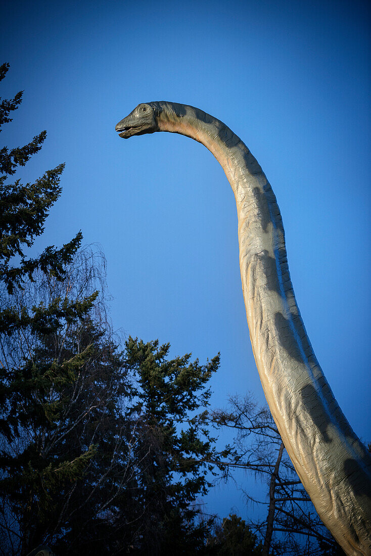 Dinosaurier Hals ragt im Außenbereich des Urwelt Museums Hauff empor, Holzmaden, Landkreis Esslingen, Schwäbische Alb, Baden-Württemberg, Deutschland