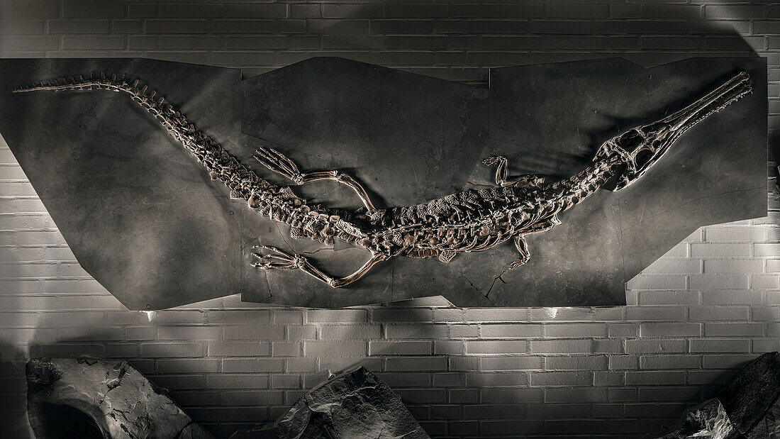 in slate preserved primeval crocodile at primeval world museum Hauff, Holzmaden, Esslingen district, Swabian Alb, Baden-Wuerttemberg, Germany, lightpainting