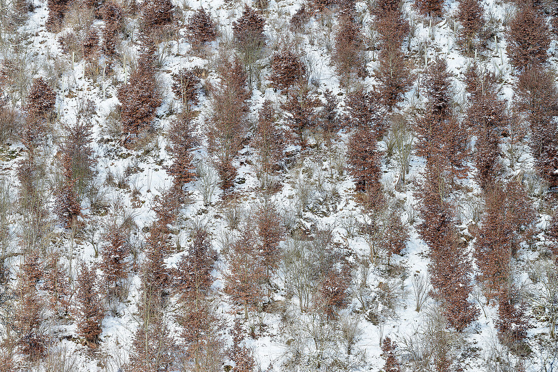 Bäume im Winter an steilem Hang nahe Blaubeuren, Alb-Donau Kreis, Schwäbische Alb, Baden-Württemberg, Deutschland