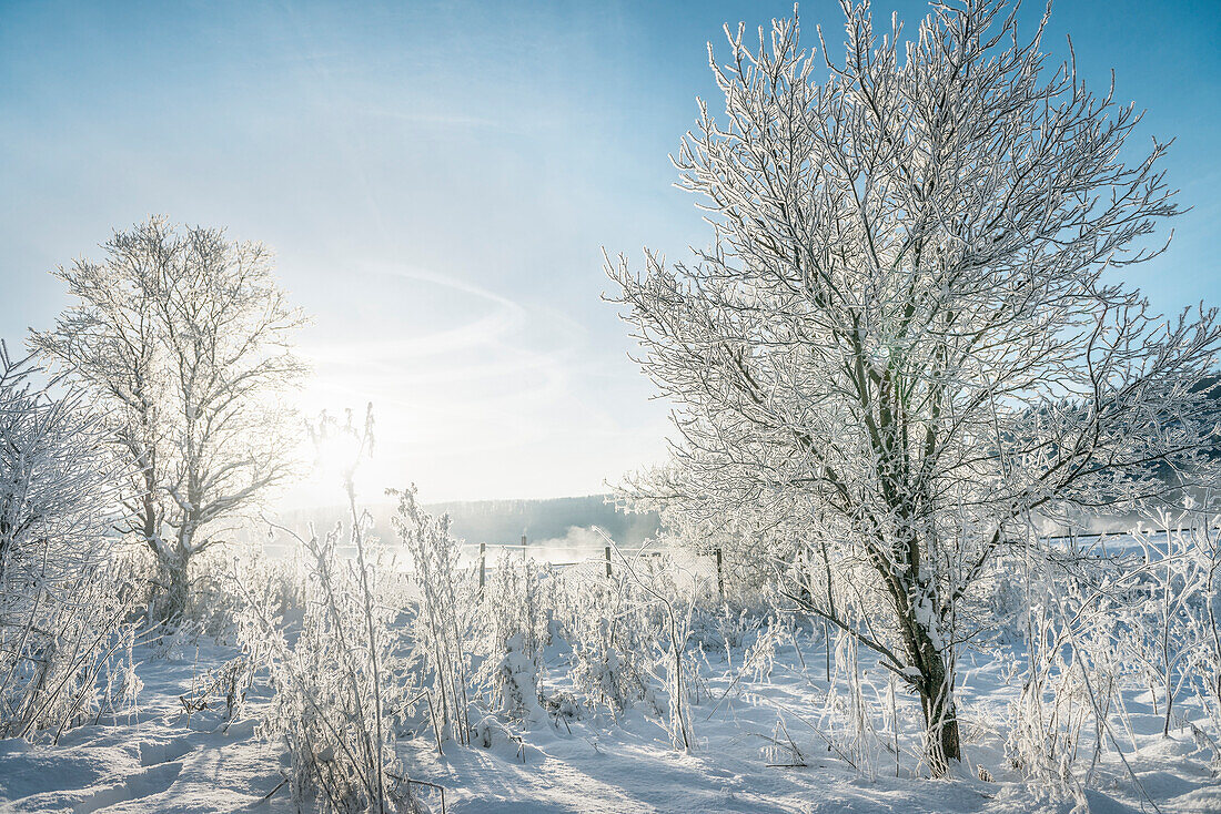 Nebel steigt im Gegenlicht empor, winterliche Stimmung an der Blau, Blautal bei Blaubeuren, Alb-Donau Kreis, Schwäbische Alb, Baden-Württemberg, Deutschland