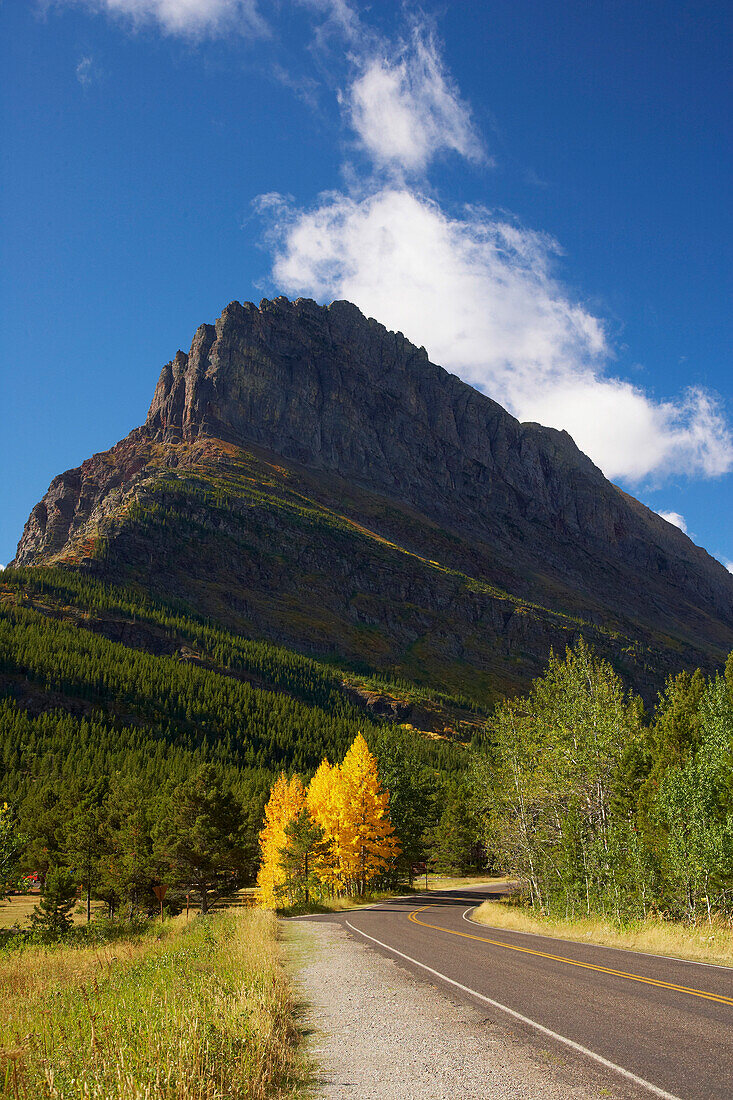 Aspen with yellow leaves , Many Glacier , Glacier National Park , Montana , U.S.A. , America