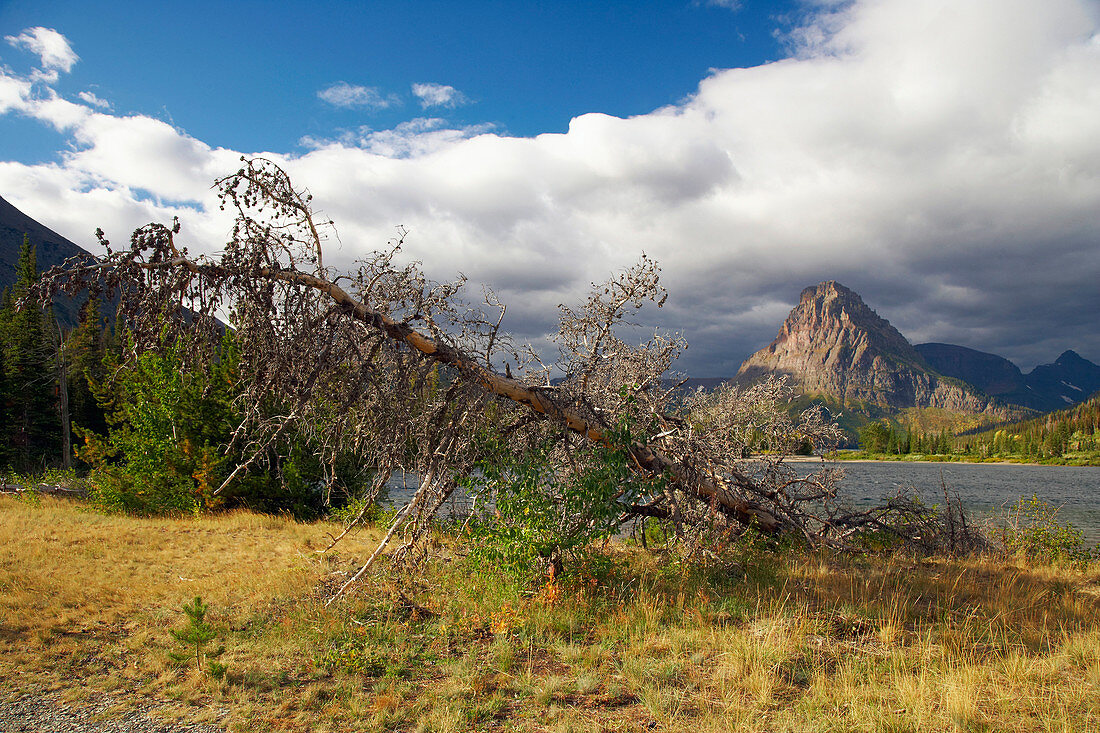 Autumn at <Two Medicine Lake> , Glacier National Park , Montana , U.S.A. , America