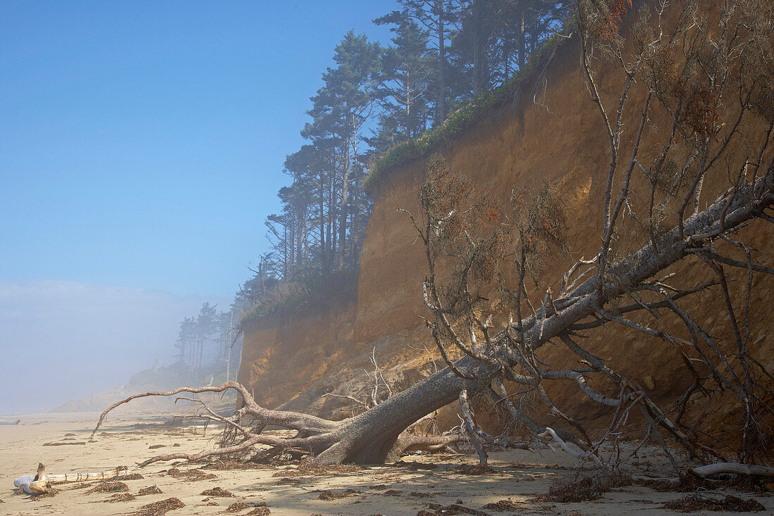 Pazifikküste von Cape Lookout , Cape Lookout State Park  , Oregon , U.S.A. , Amerika