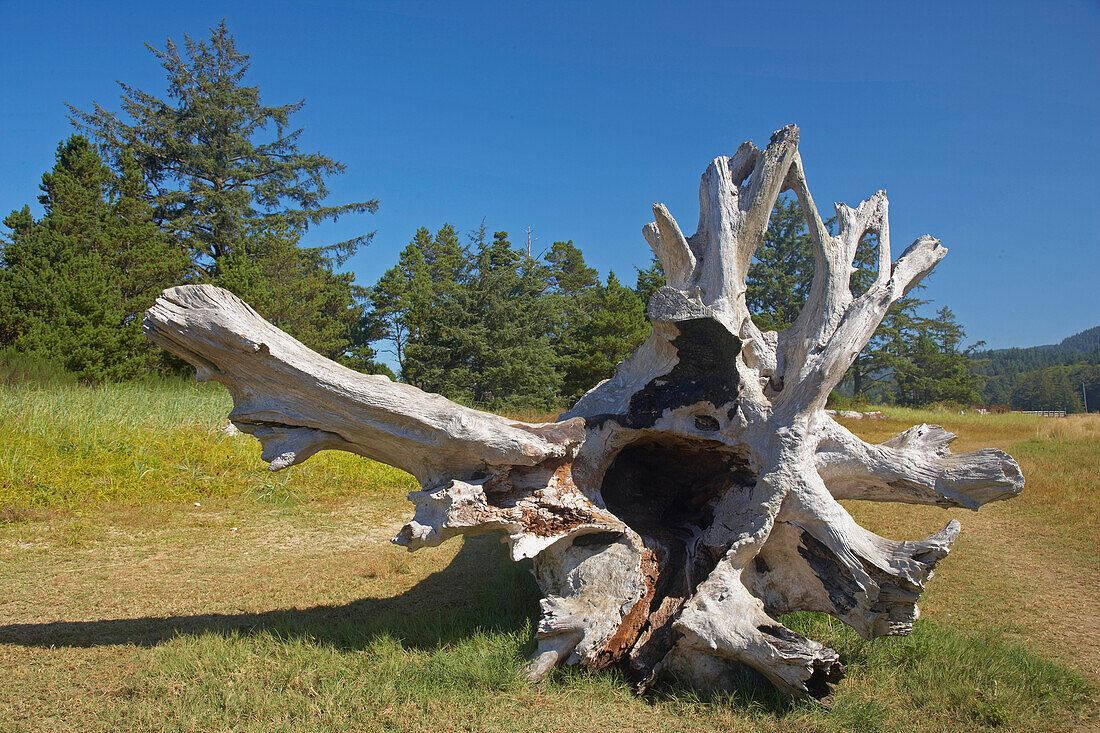 Driftwood on Whalen-Island near Pacific-City , Pacific-Coast , Oregon , U.S.A. , America