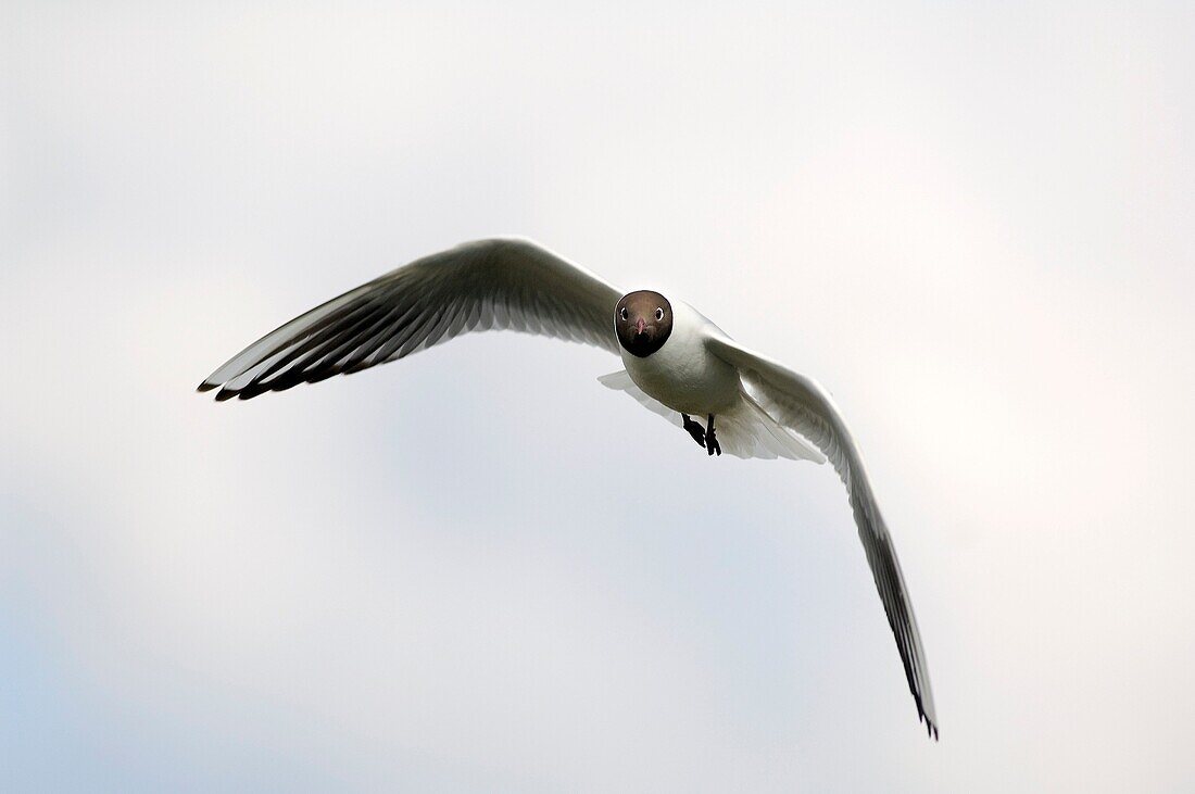 Black-headed Gull (Chroicocephalus ridibundus), flight. France