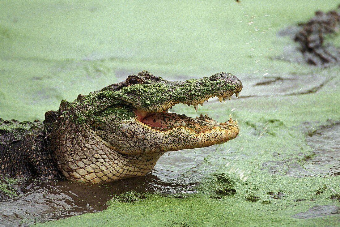 Alligator (Alligator mississipiensis) with open mouth, Florida, USA