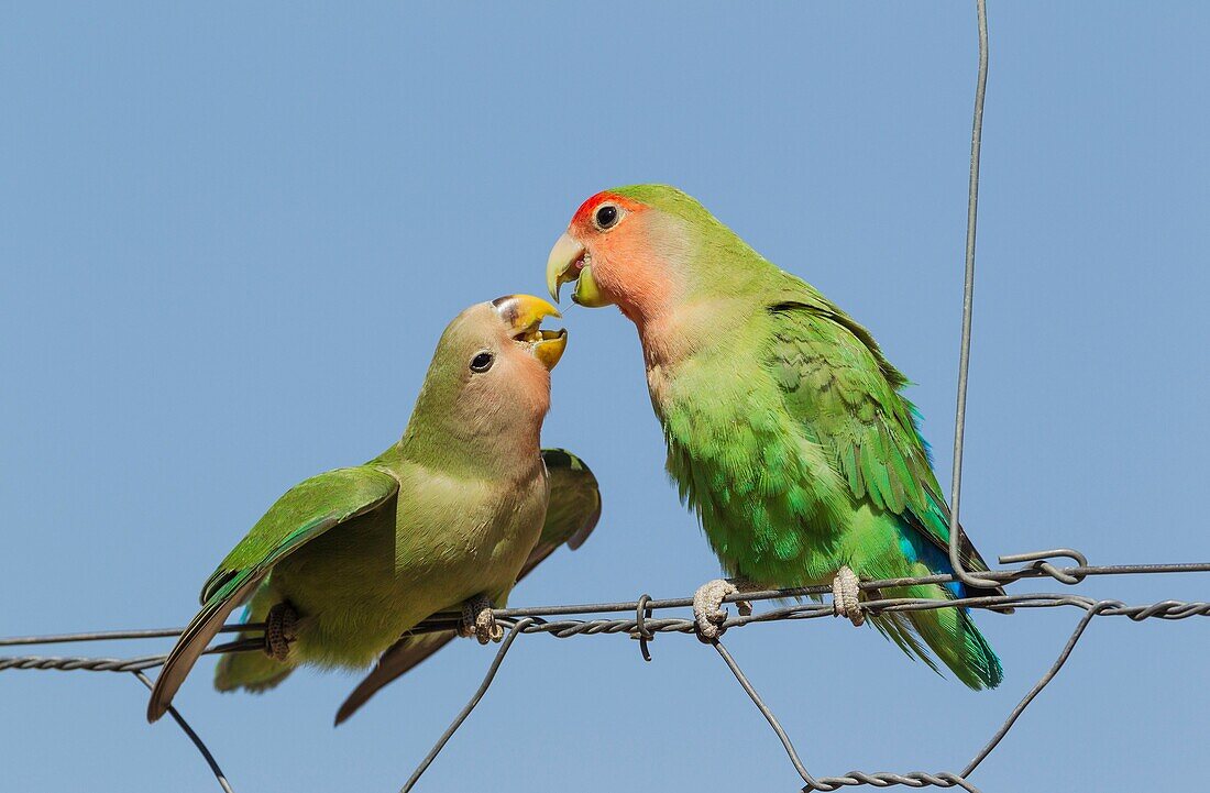 Rosy-faced Lovebird (Agapornis roseicollis) - Juvenile, on the left, claiming food from the adult. At a wire fence of a farm. South-east Namibia.