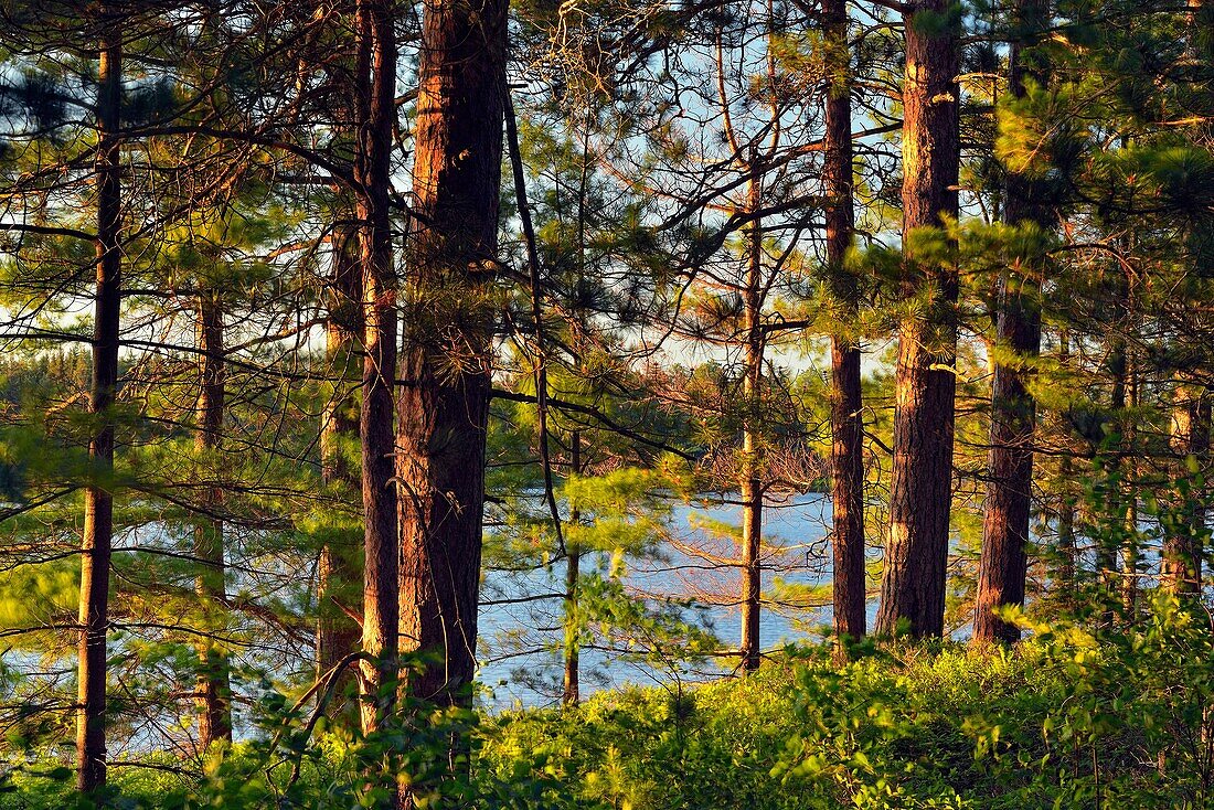 Seney wetlands in early summer, Seney NWR, Michigan, USA.