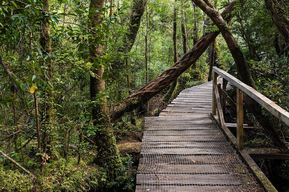 Parque Nacional Chiloé, Cucao, cordillera de la costa, archipiélago de Chiloé ,provincia de Chiloé ,región de Los Lagos,Patagonia, República de Chile,América del Sur.