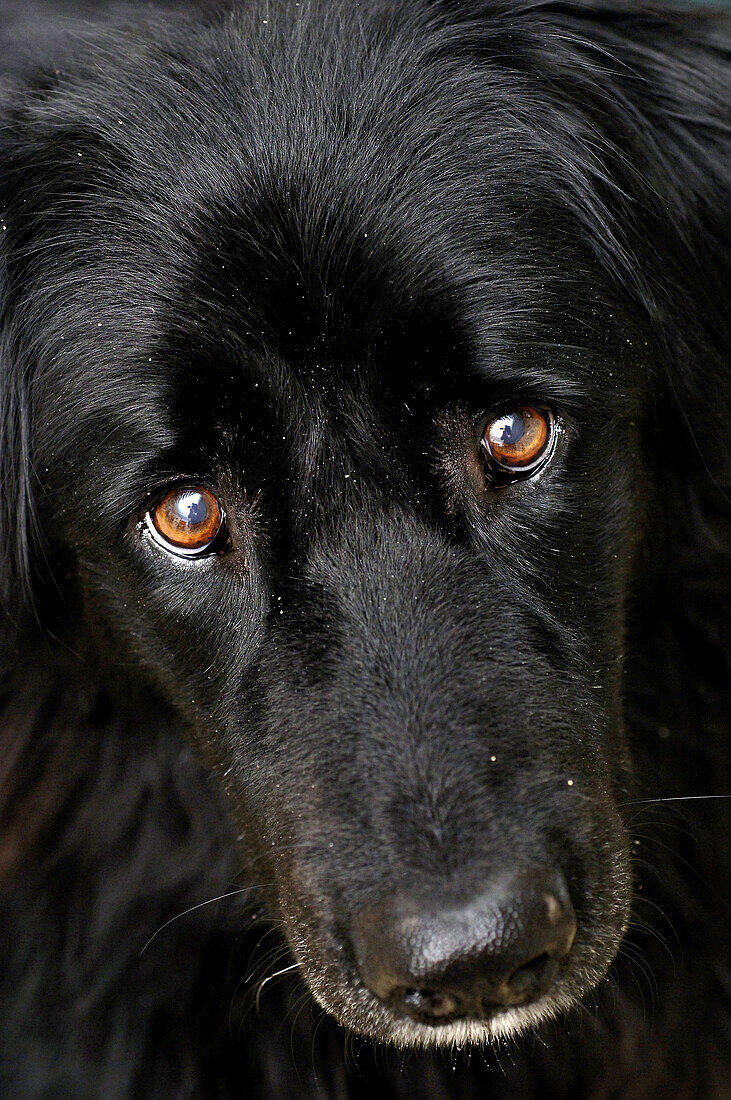 Chesnut eyes black dog  (newfoundland/ australian sheperd mixture)