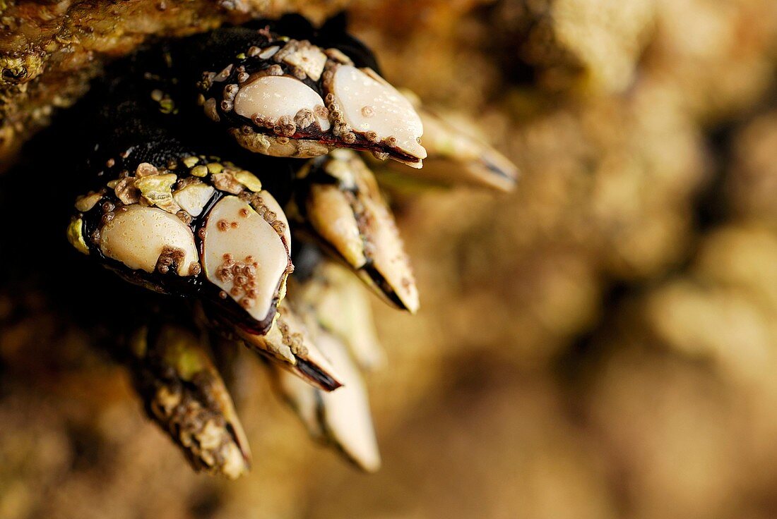 Goose barnacles (Pollicipes pollicipes) in Vigo ria, Pontevedra province, Spain