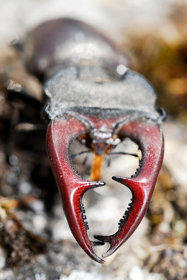 Stag beetle (Lucanus cervus) near Cangas, Pontevedra province, Galicia, Spain.