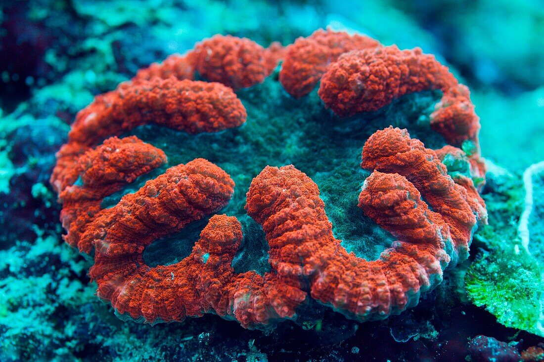 Fluorescent Coral, Lobophyllia sp. , Florida Islands, Solomon Islands.