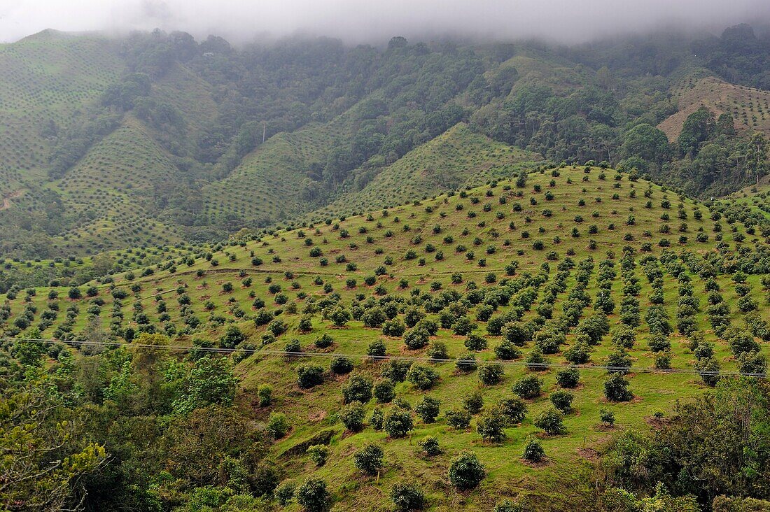 avocado plantation, Cocora Valley, around Solento, department of Quindio, Colombia, South America.