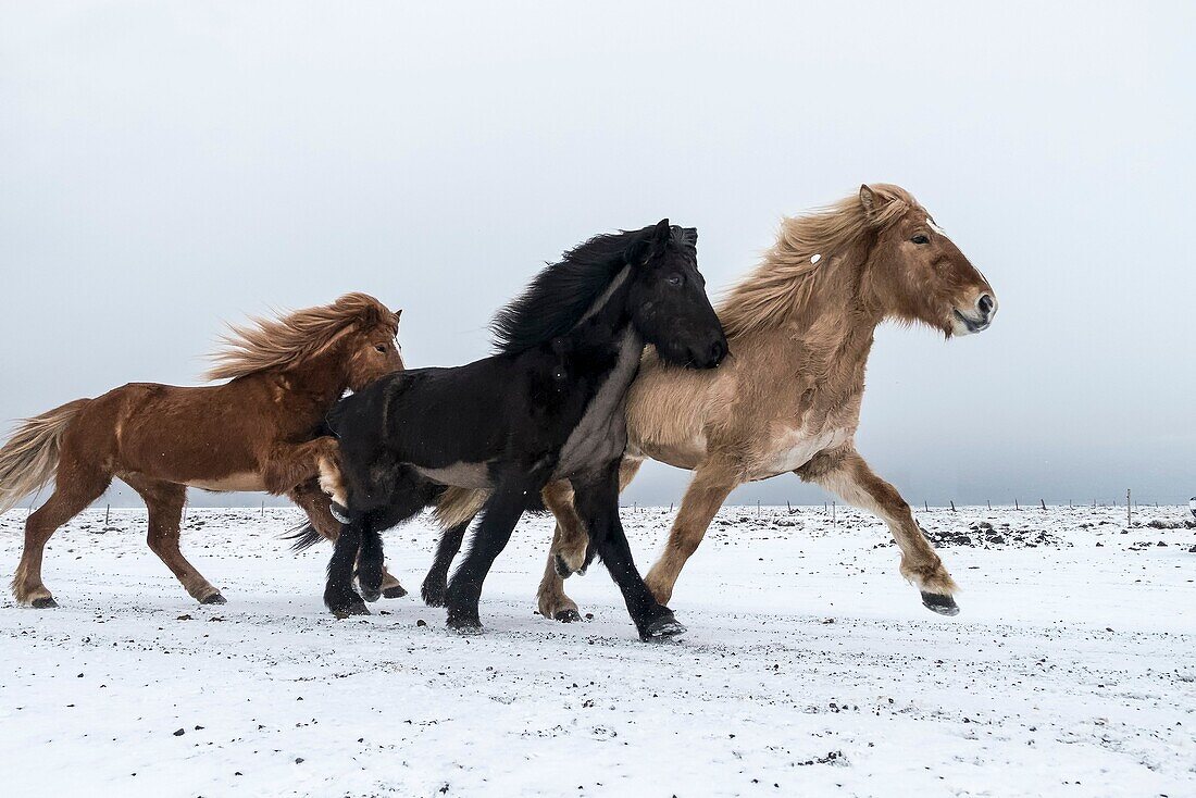 Horses herd racing in winter, Iceland.