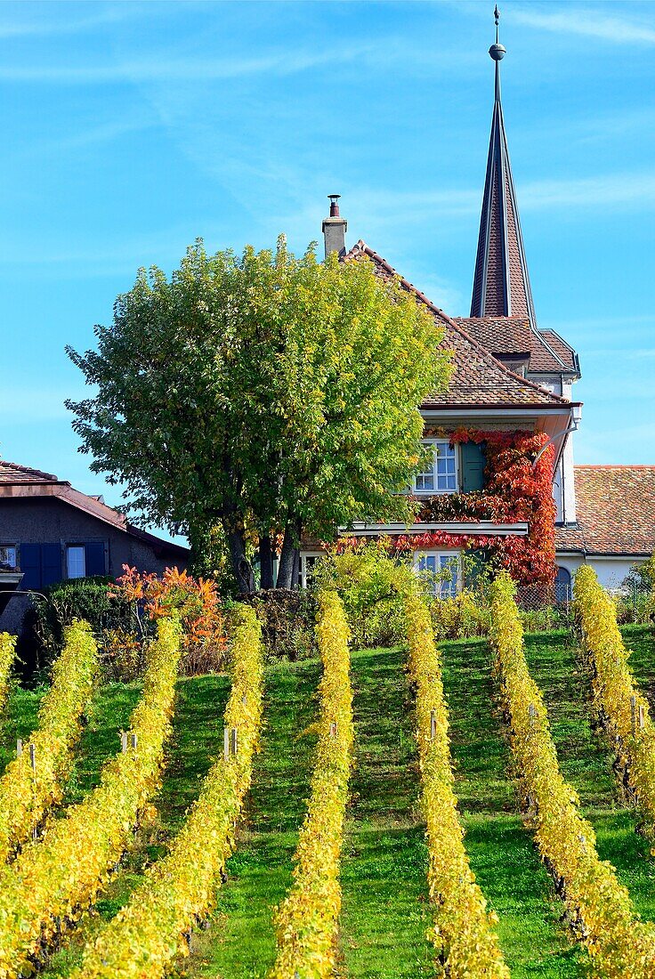 Europe, Switzerland, Canton Vaud, Fechy vineyards in early autumn
