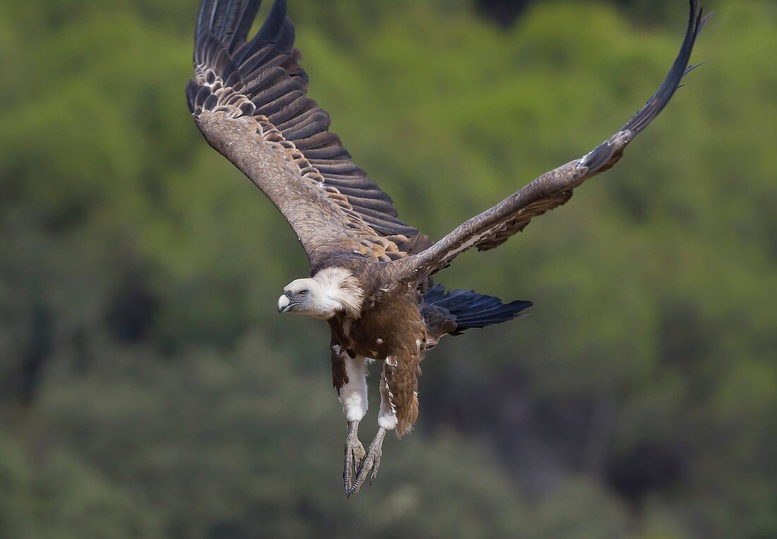 Griffon Vulture (Gyps fulvus). Sierra Morena, Cordoba, Andalusia, Spain, Europe.