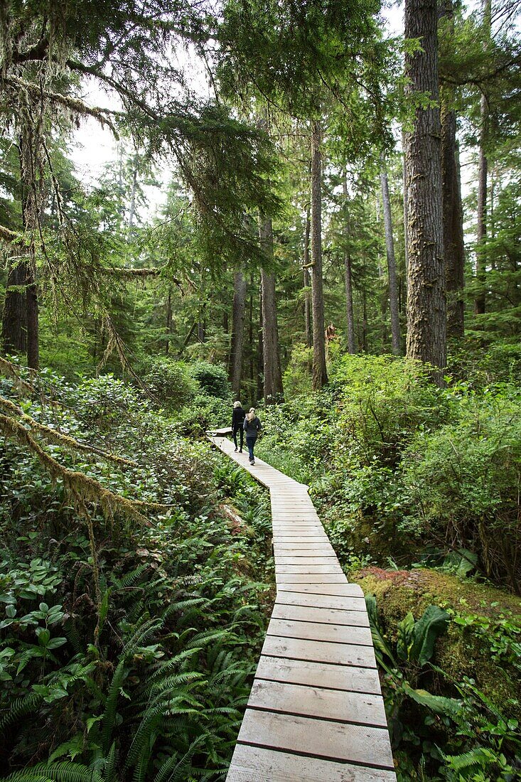North America, Canada, British Columbia, Vancouver Island, Pacific Rim National Park Reserve,. two female tourists hiking on the rainforest trail.