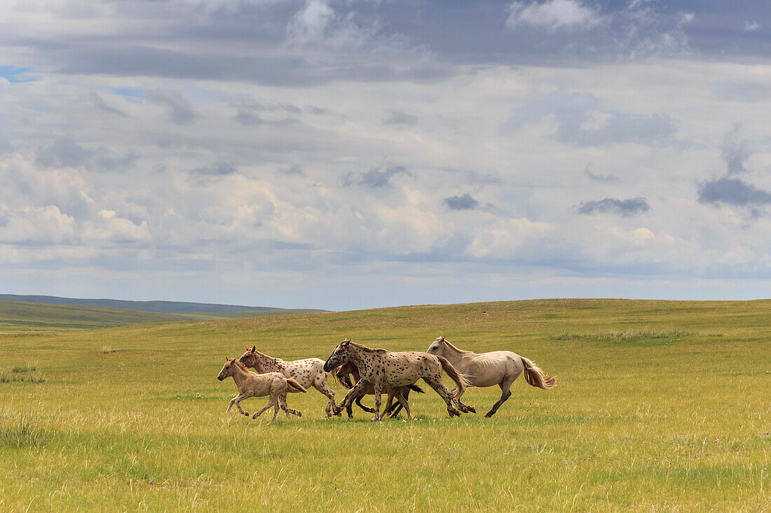 Herd of dappled and pale horses and foals gallop and canter, lush grassland with flowers in summer, Uvurkhangai, Central Mongolia, Mongolia, Central Asia, Asia