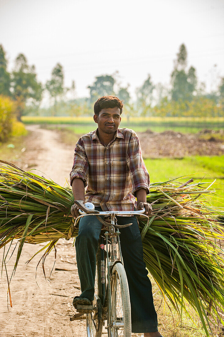 Carrying freshly harvested sugarcanet to market on a bicycle, Uttaranchal, India, Asia