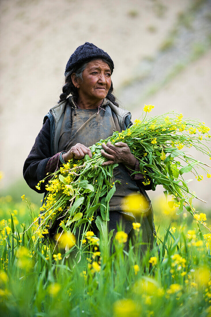 Collecting flowers which will be used to feed the animals in Ladakh in north east India, India, Asia