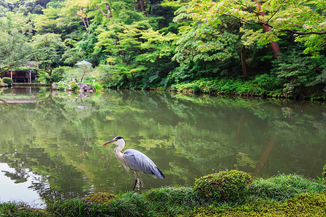 Stork at Hisagoike Pond in summer, Kenrokuen, one of Japan's three most beautiful landscape gardens, Kanazawa, Japan, Asia