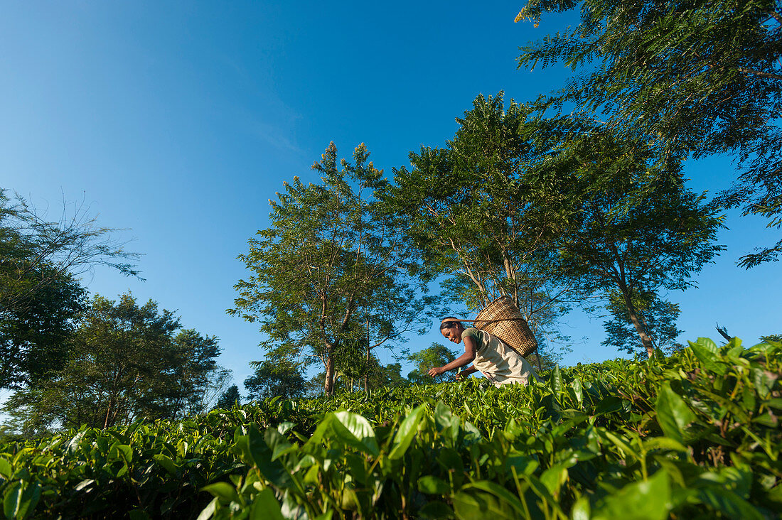 A woman collects tea leaves in Assam in north east India, India, Asia