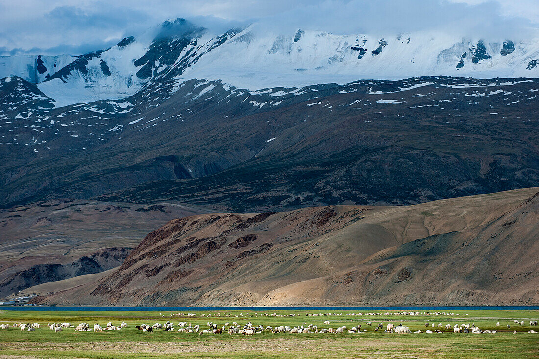 Goats in the remote Himalayan region of Ladakh near Tso Moriri, Ladakh, India, Asia