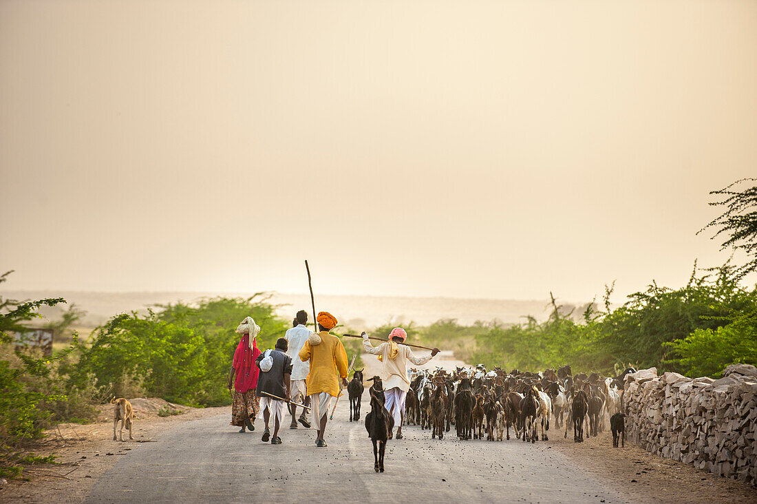 Shepherds return from grazing their goats at sunset in the dry state of Rajasthan, India, Asia