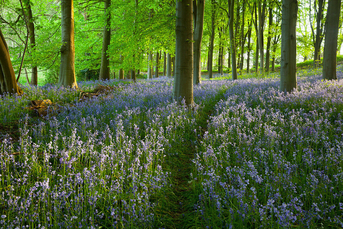 Path through bluebell wood, Chipping Campden, Cotswolds, Gloucestershire, England, United Kingdom, Europe