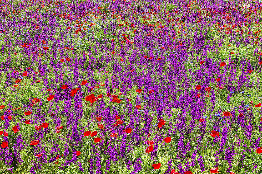 Field of Flowers during Spring in the Natural Park of Villafáfila Zamora, Spain