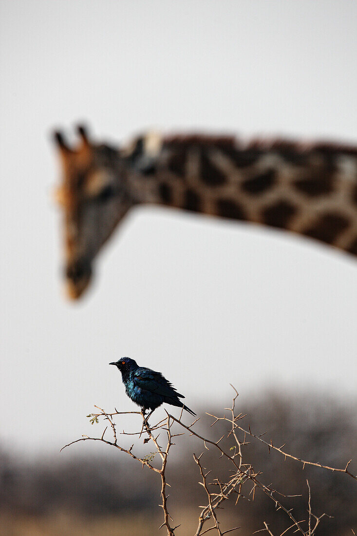 Cape Starling (Lamprotornis nitens) and Giraffe, Giraffa camelopardalis, Etosha National Park, Namibia