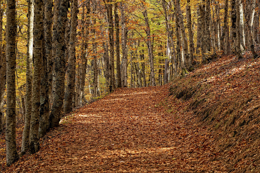 Autumn scene Trees in a landscape in the Hayedo de Tejera Negra, Spain