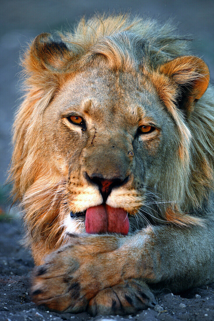 Lion (Panthera leo) resting in a field, Okavango Delta, Botswana