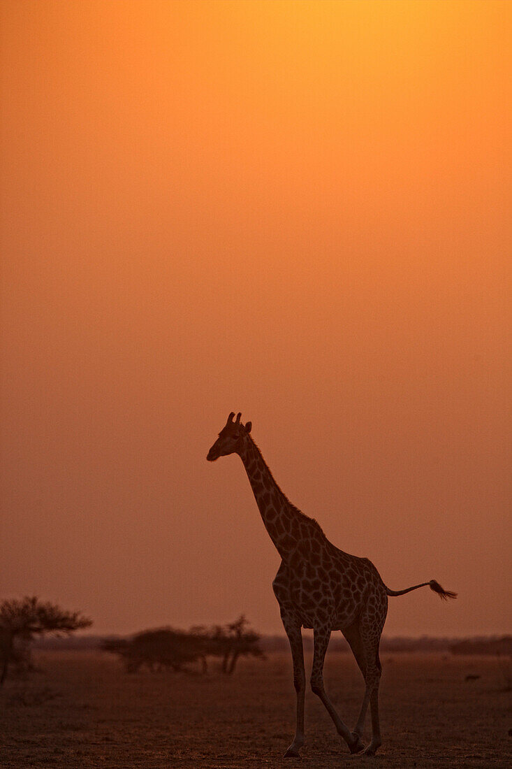 A giraffe emerges from the lush terrain of the Okavango Delta region in Northern Botswana at sunrise Photo by Ami Vitale