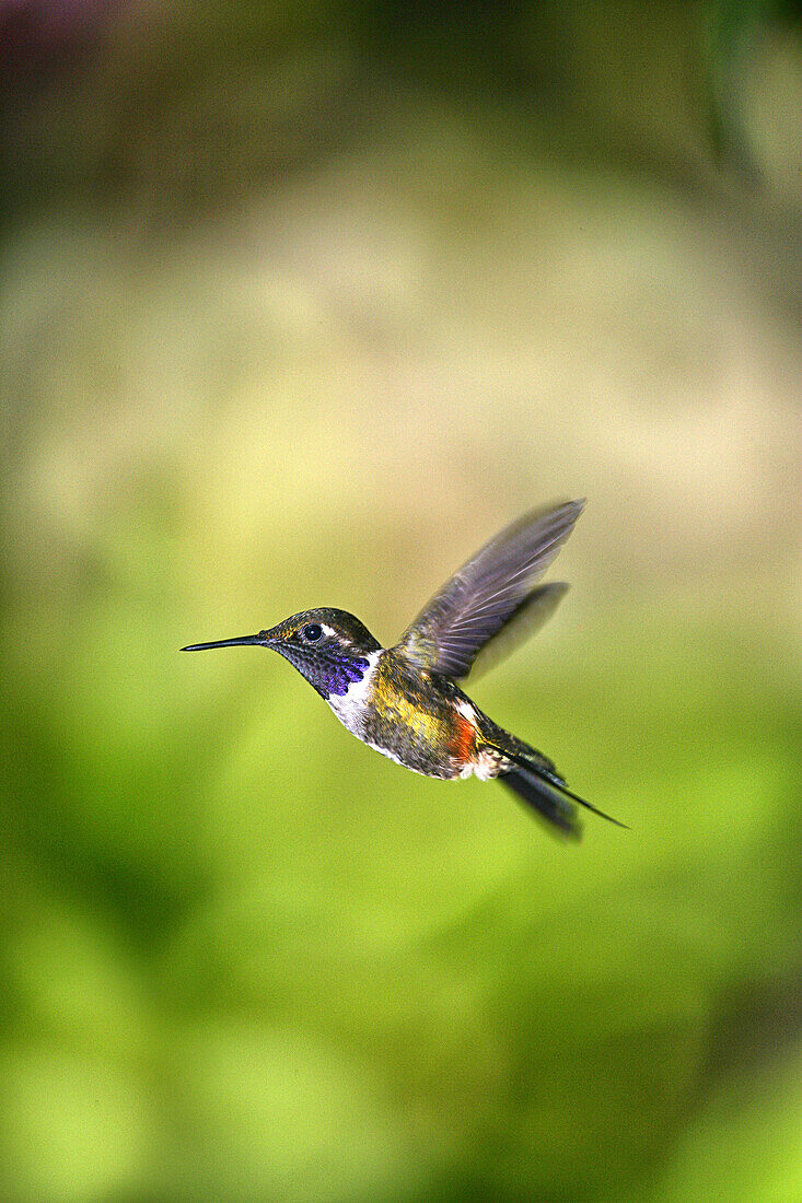 Purple-throated Woodstar -Calliphlox mitchellii-, hummingbird, in flight in its natural habitat, Tandayapa region, Andean cloud forest, Ecuador